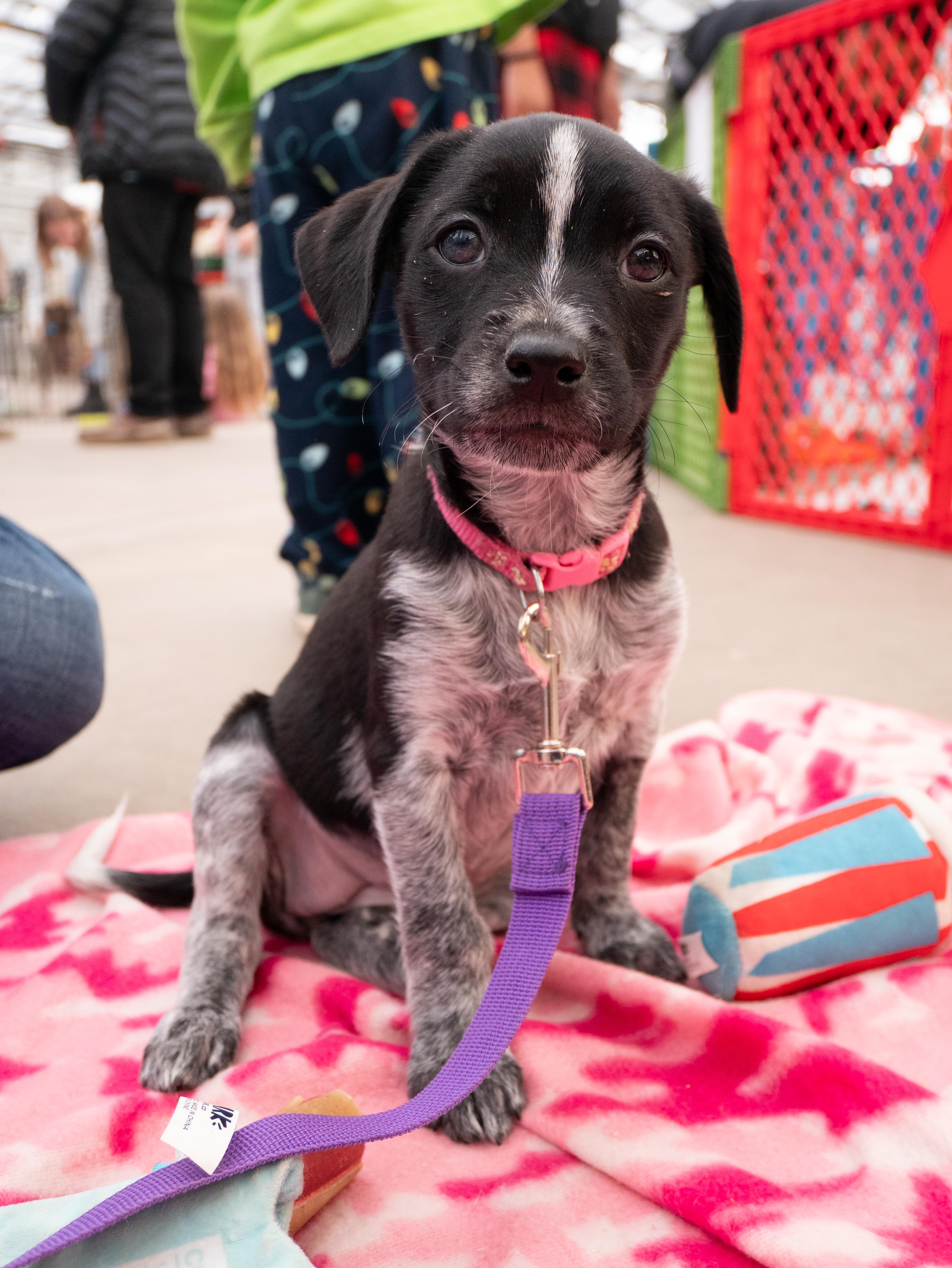 Enlarge Sasha, a ADOPTABLE mixed breed in Minneapolis, MN image 2/6