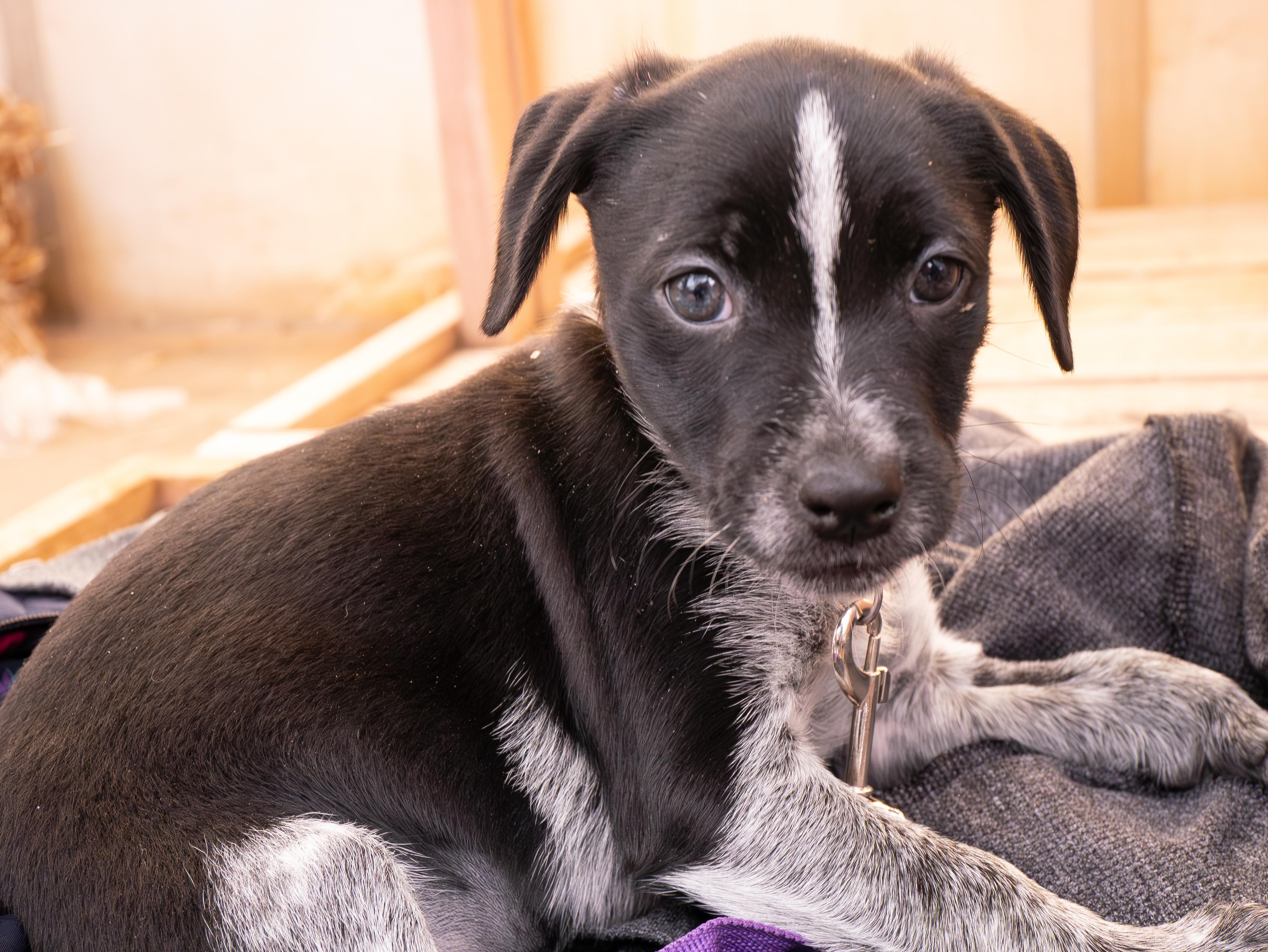 Enlarge Sasha, a ADOPTABLE mixed breed in Minneapolis, MN image 3/6