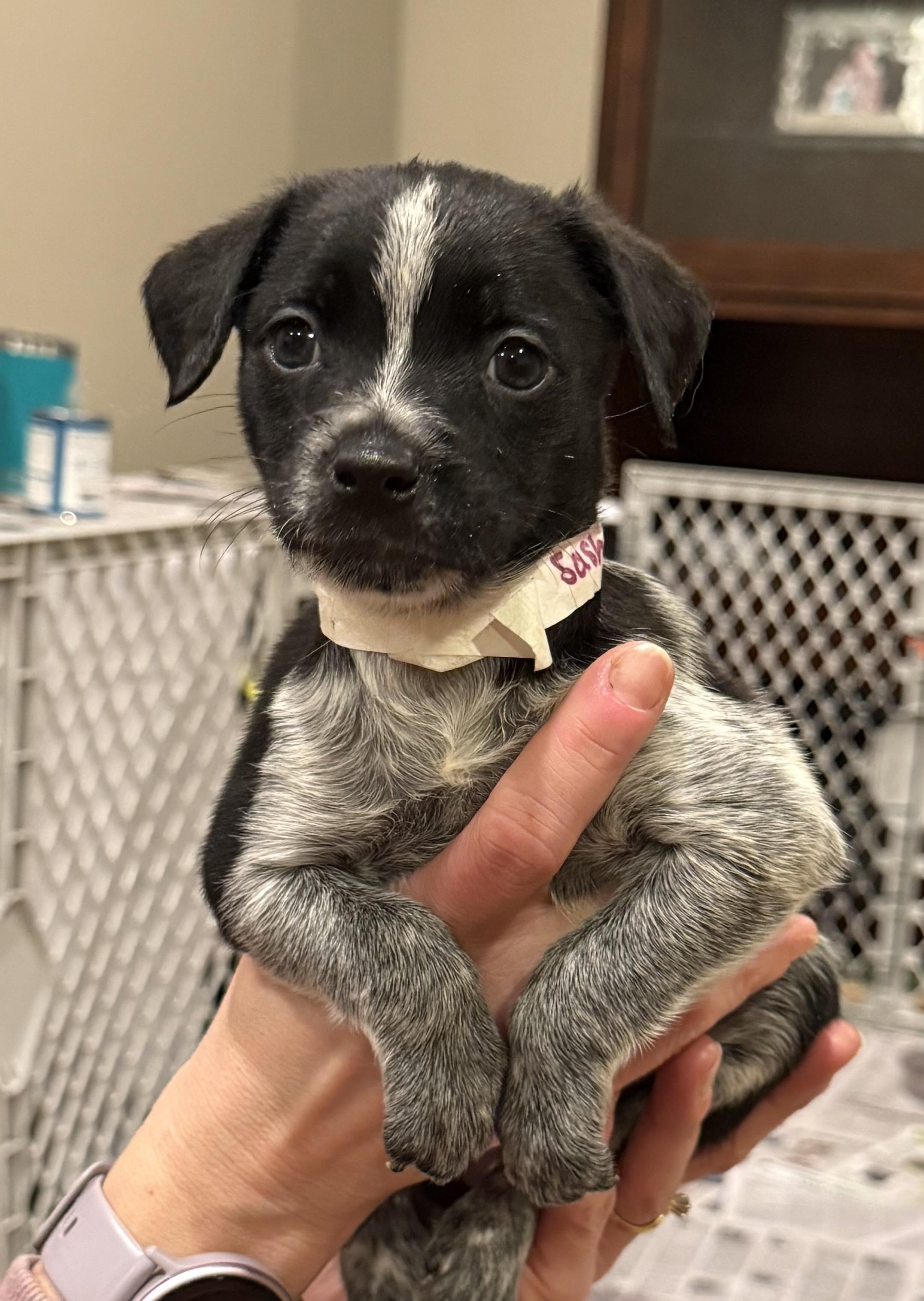 Enlarge Sasha, a ADOPTABLE mixed breed in Minneapolis, MN image 5/6