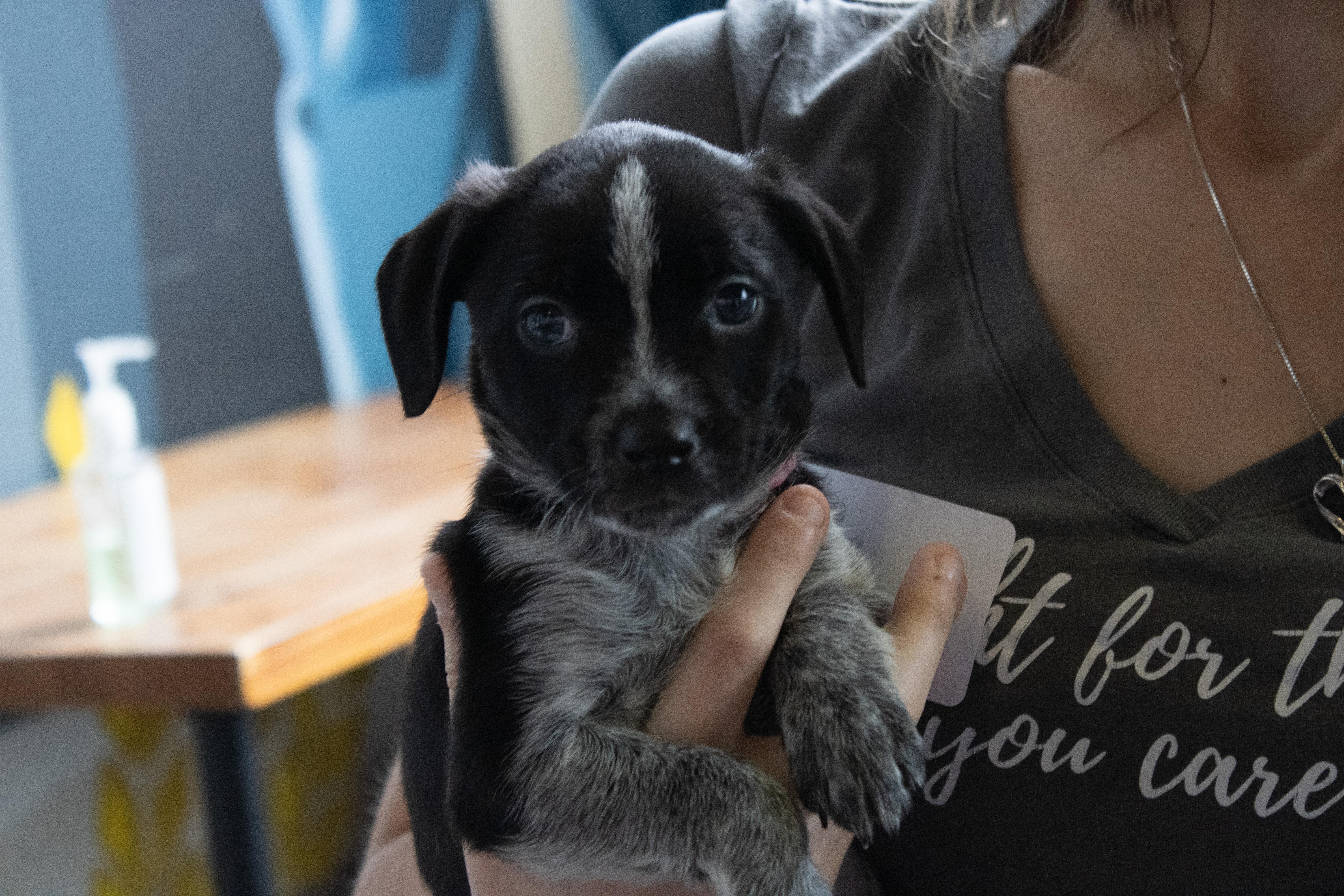 Enlarge Sasha, a ADOPTABLE mixed breed in Minneapolis, MN image 6/6