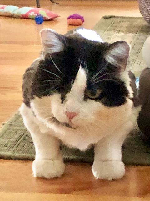 Big Mac, ADOPTABLE, Adult Male Domestic Short Hair.