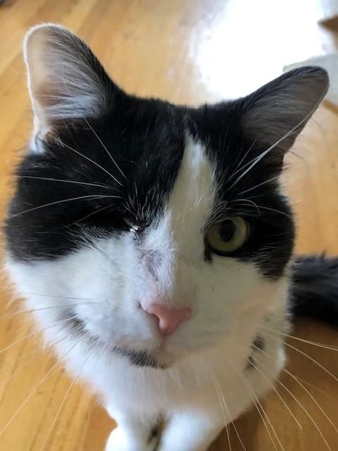 Enlarge Big Mac, a ADOPTABLE Domestic Short Hair in Wayland, MA image 4/6