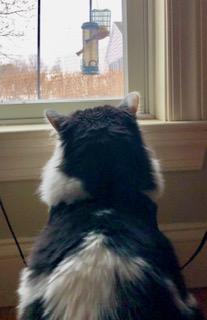 Enlarge Big Mac, a ADOPTABLE Domestic Short Hair in Wayland, MA image 6/6