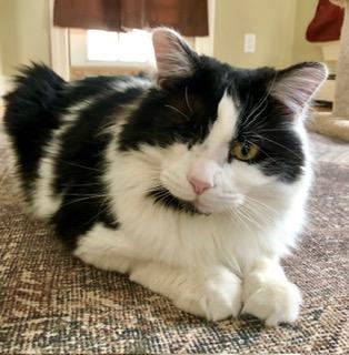 Big Mac, ADOPTABLE, Adult Male Domestic Short Hair.