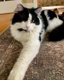 Enlarge Big Mac, a ADOPTABLE Domestic Short Hair in Wayland, MA image 5/6