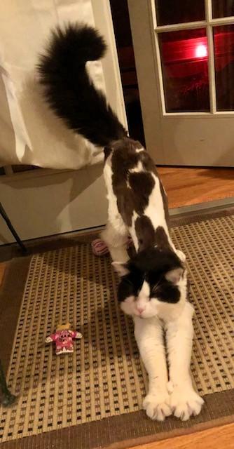 Enlarge Big Mac, a ADOPTABLE Domestic Short Hair in Wayland, MA image 3/6