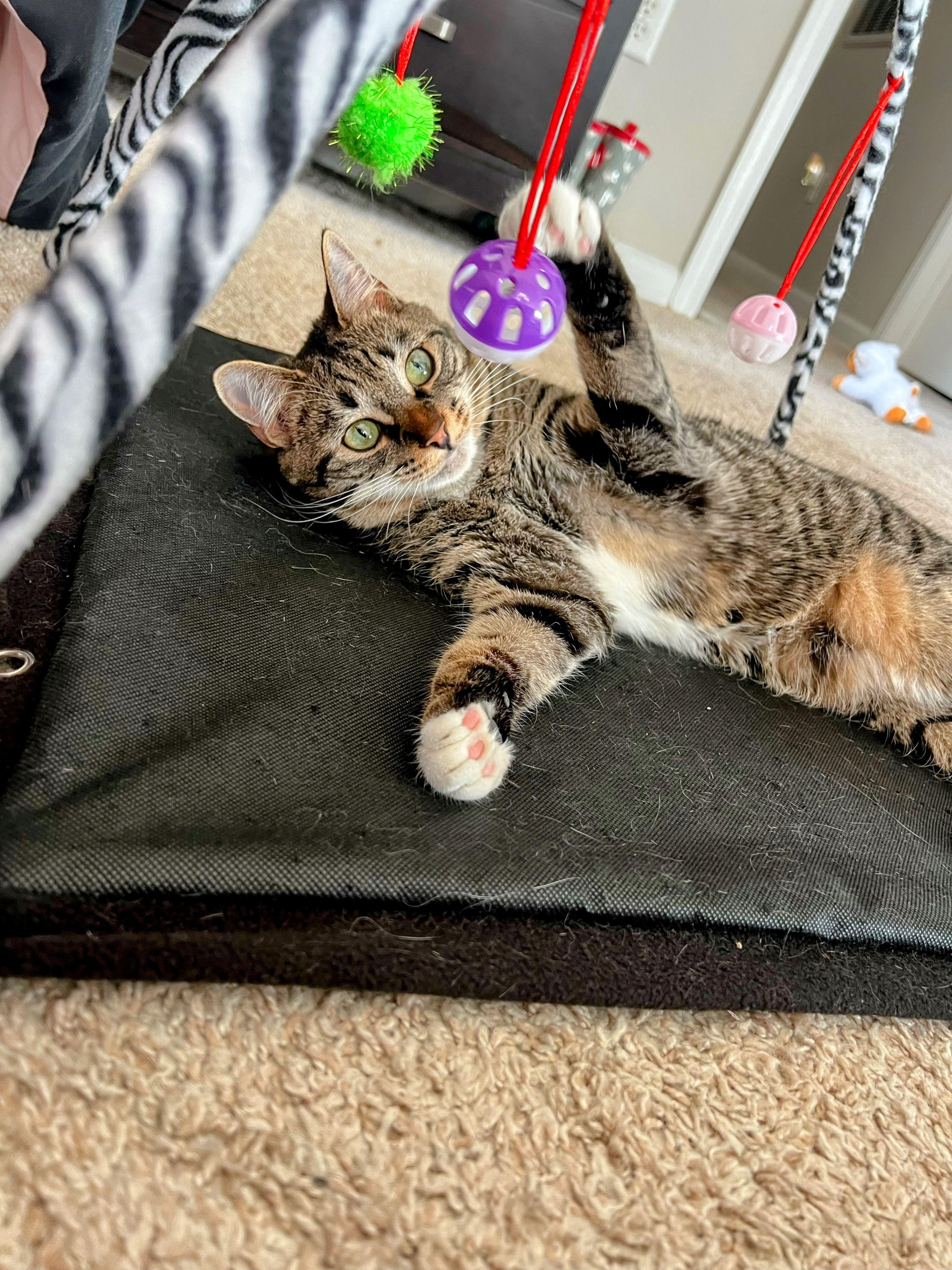 Akami, a Adoptable Tabby in Apex, NC image 2/5