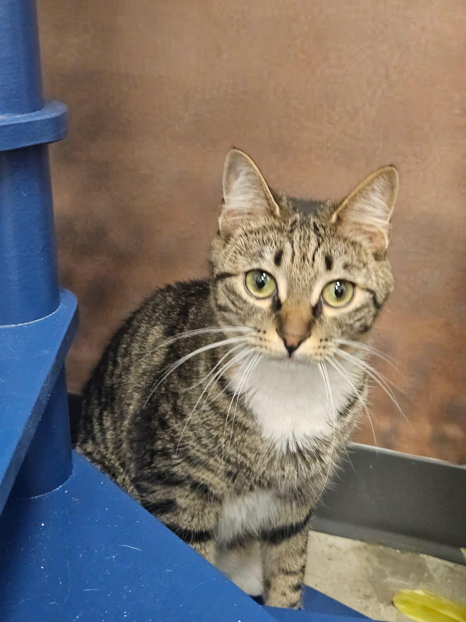 Akami, Adoptable, Young Female Tabby.