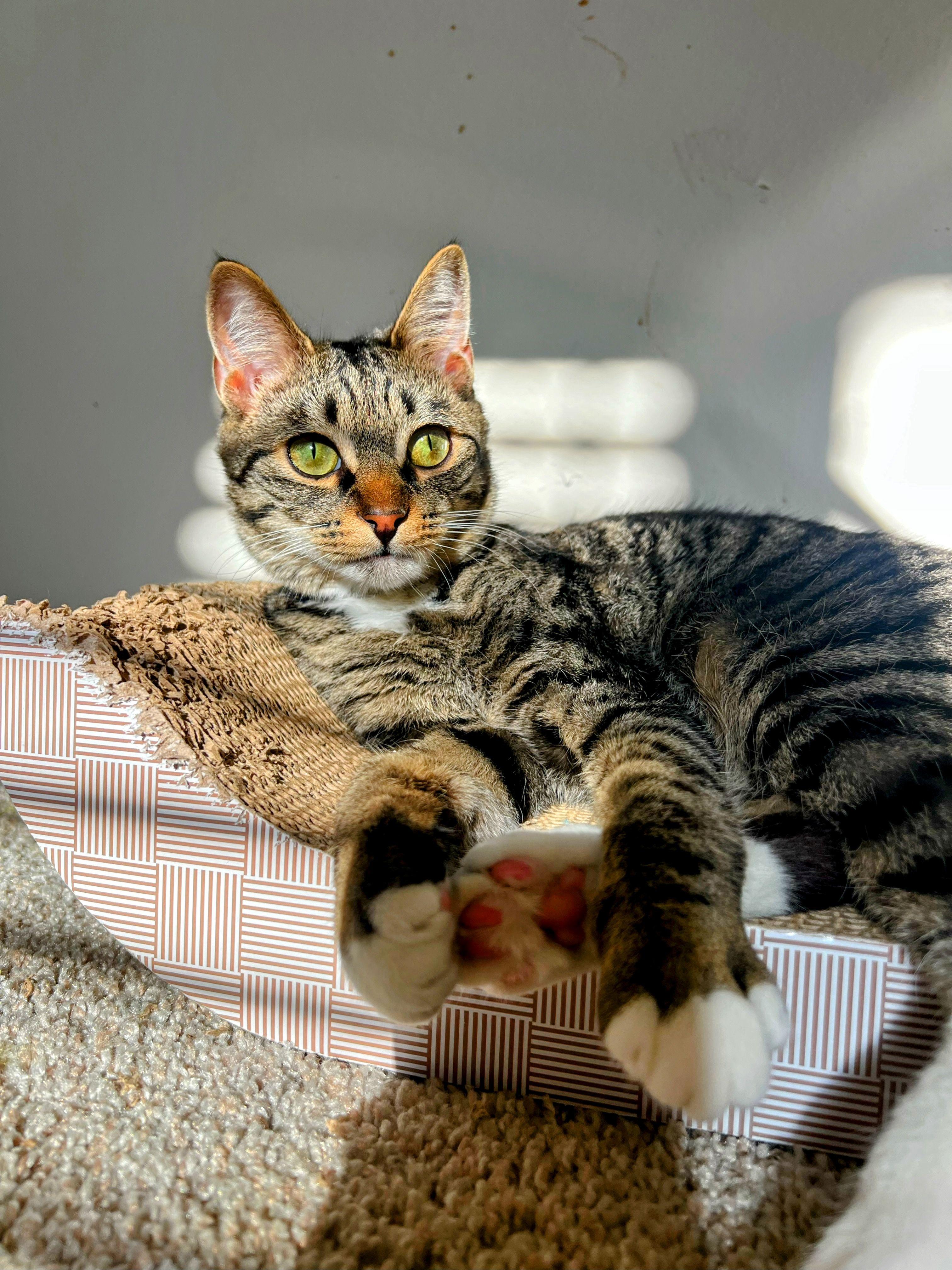 Akami, a Adoptable Tabby in Apex, NC image 5/5