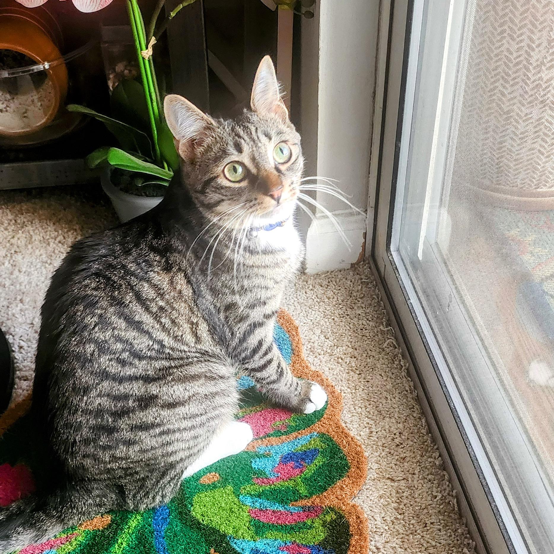 Akami, a Adoptable Tabby in Apex, NC image 3/5