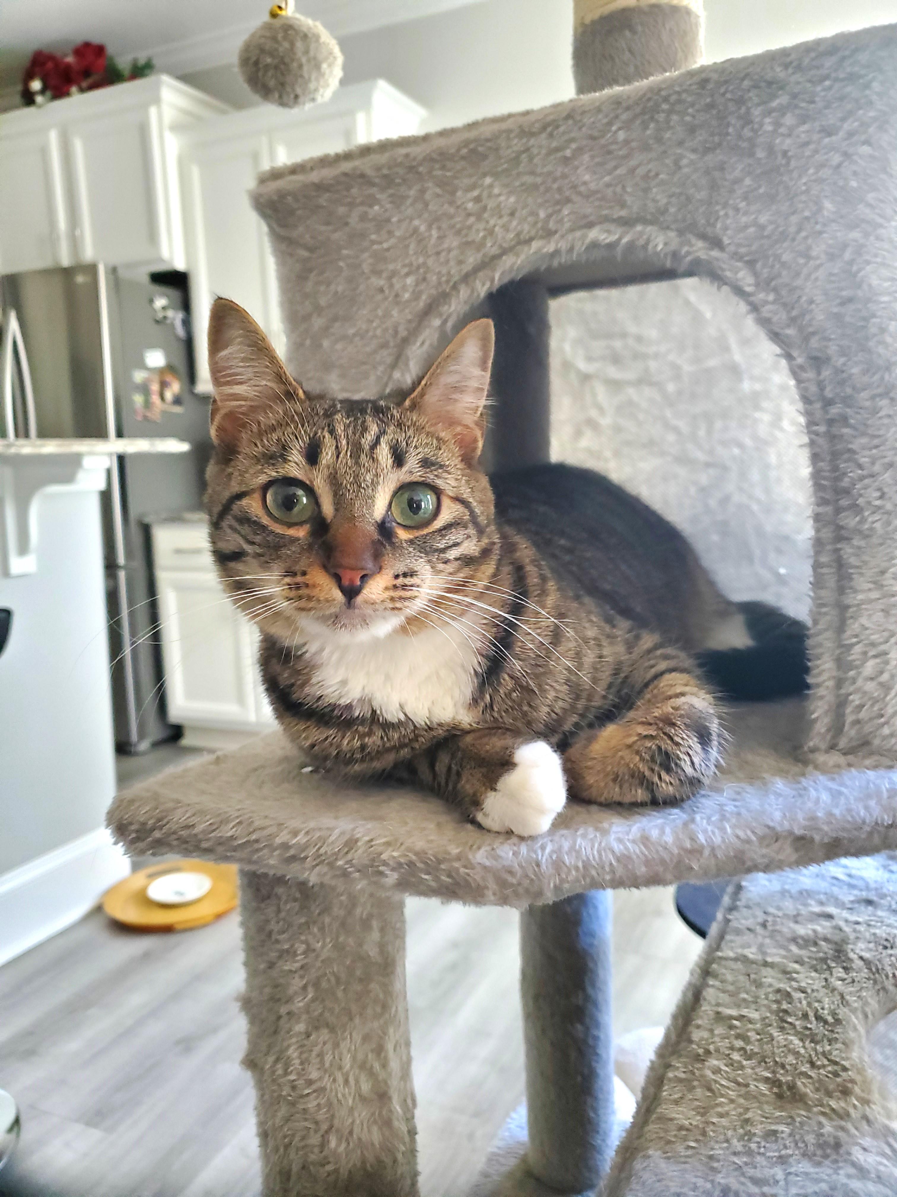 Akami, Adoptable, Young Female Tabby.