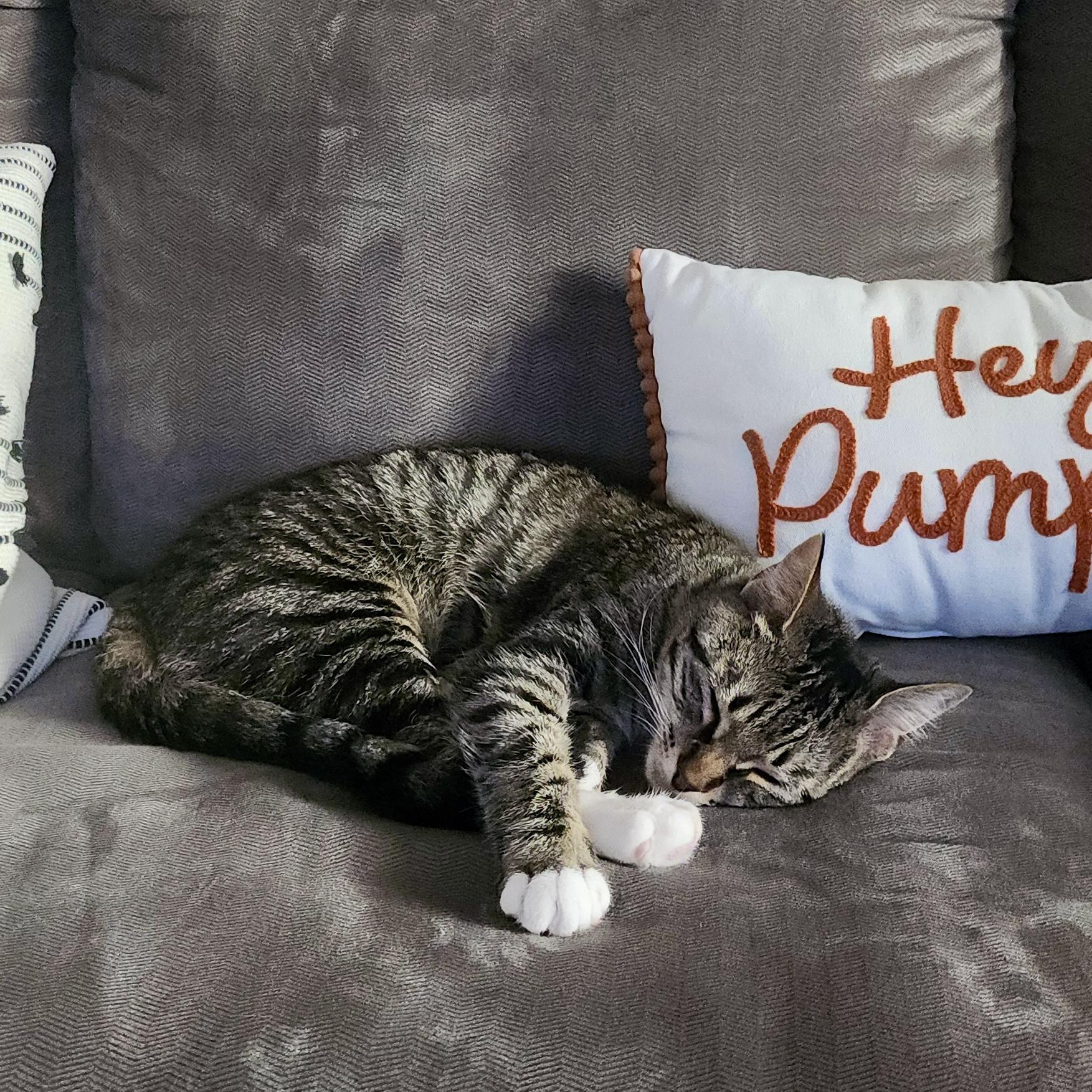 Akami, a Adoptable Tabby in Apex, NC image 4/5