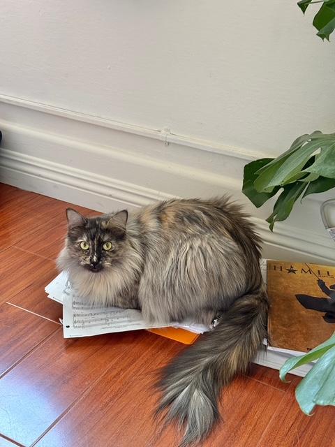 Enlarge Espen (bonded with Guero), a Adopted Tortoiseshell in El Segundo, CA image 2/6