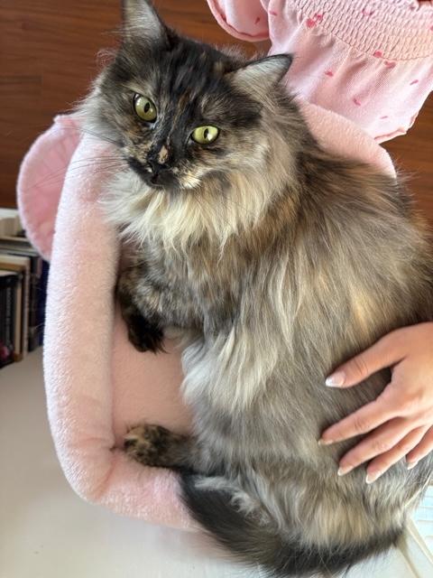 Enlarge Espen (bonded with Guero), a Adopted Tortoiseshell in El Segundo, CA image 1/6