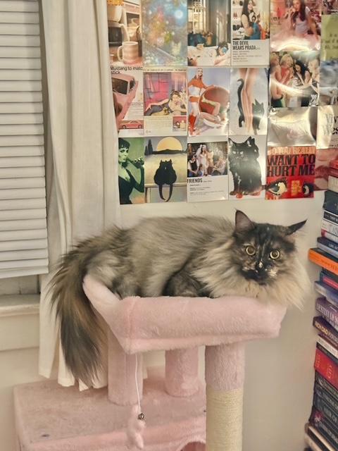 Enlarge Espen (bonded with Guero), a Adopted Tortoiseshell in El Segundo, CA image 5/6