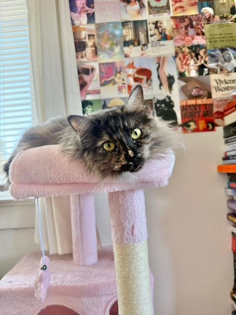 Enlarge Espen (bonded with Guero), a Adopted Tortoiseshell in El Segundo, CA image 6/6