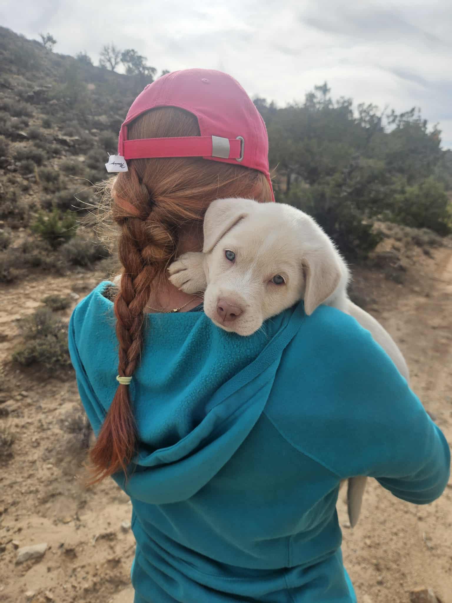 Hippo, Adopted, Puppy Male Akbash & Cattle Dog.