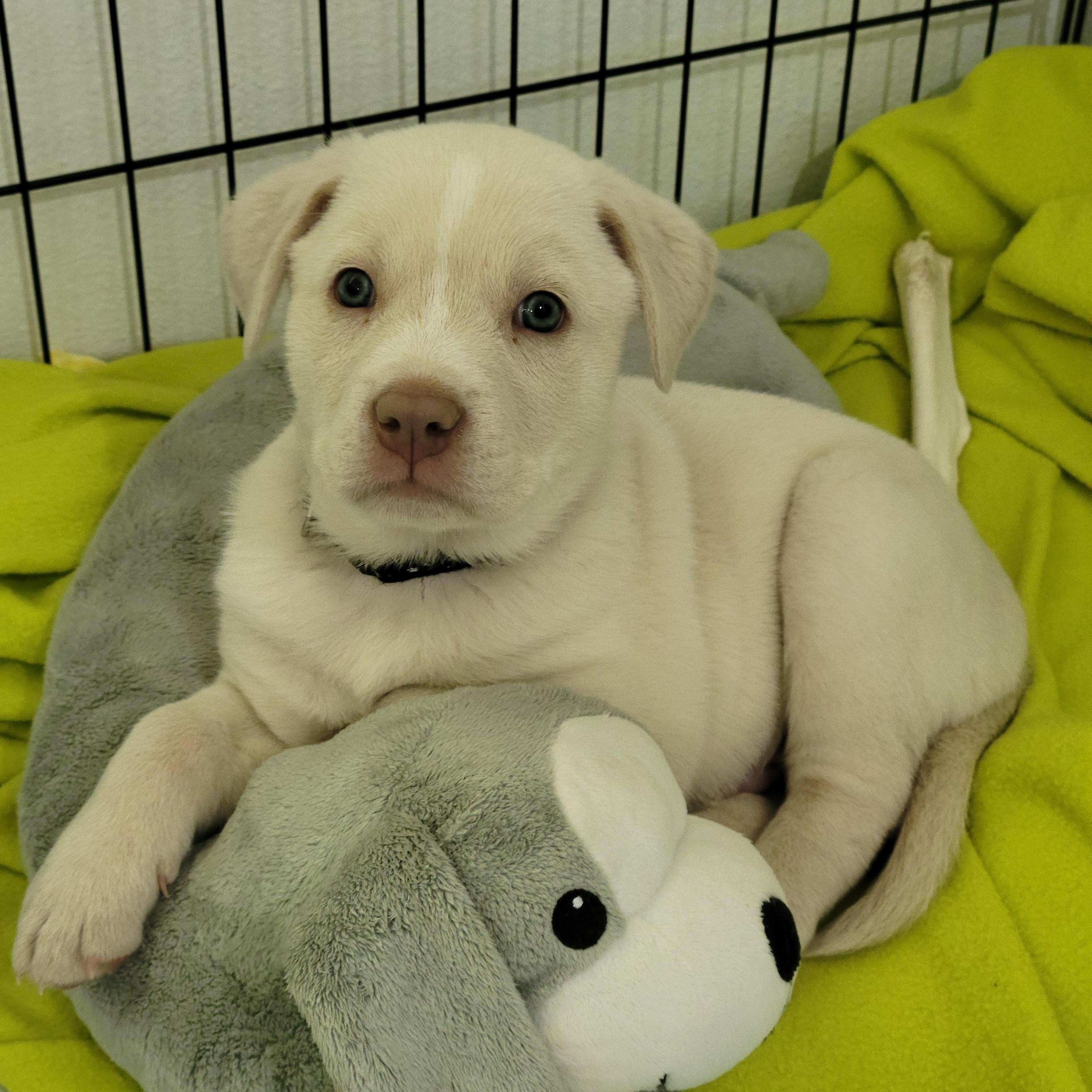 Enlarge Hippo, a Adopted mixed breed in Moab, UT image 2/4