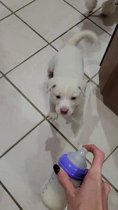 Enlarge Hippo, a Adopted mixed breed in Moab, UT video 4/4