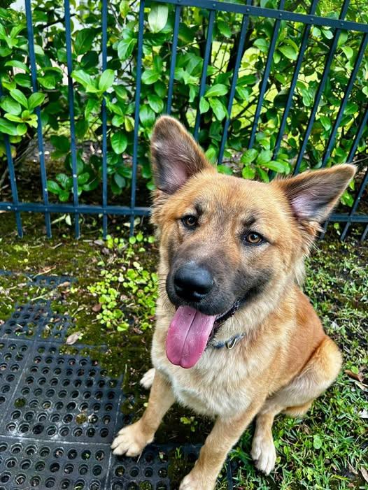 Enlarge Polo, a ADOPTABLE mixed breed in Saint Petersburg, FL image 1/1