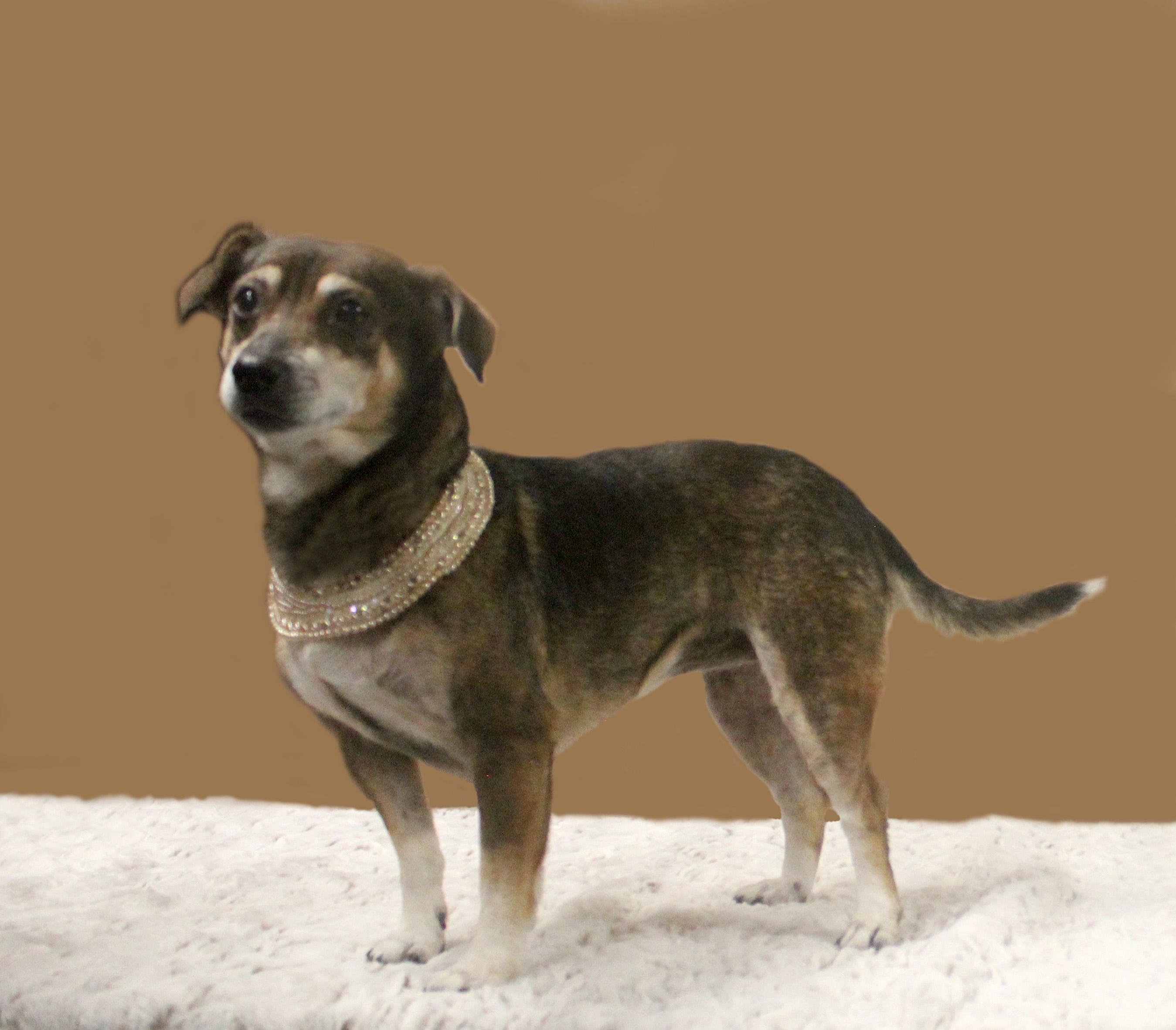 Enlarge DAISY, a Adopted mixed breed in Floral City, FL image 1/6