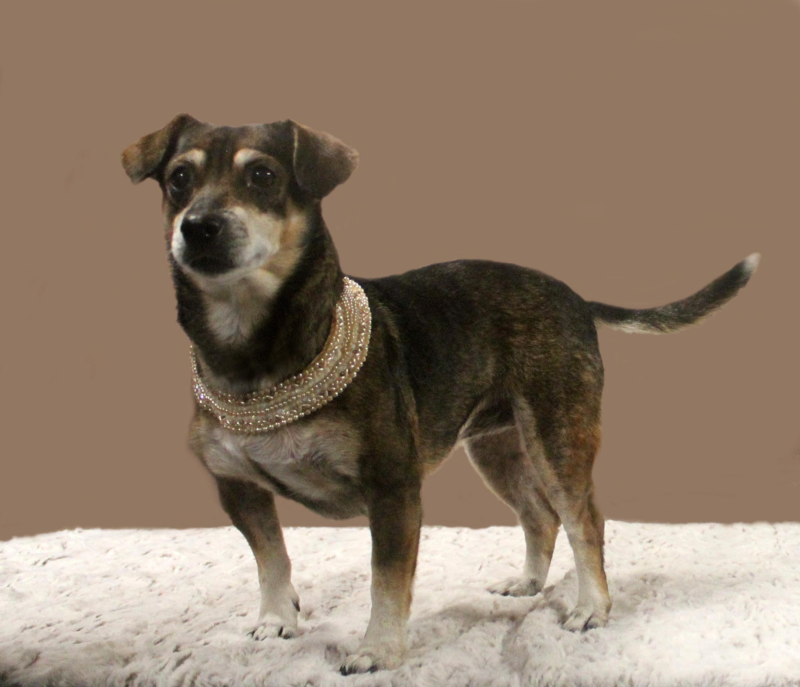 Enlarge DAISY, a Adopted mixed breed in Floral City, FL image 2/6