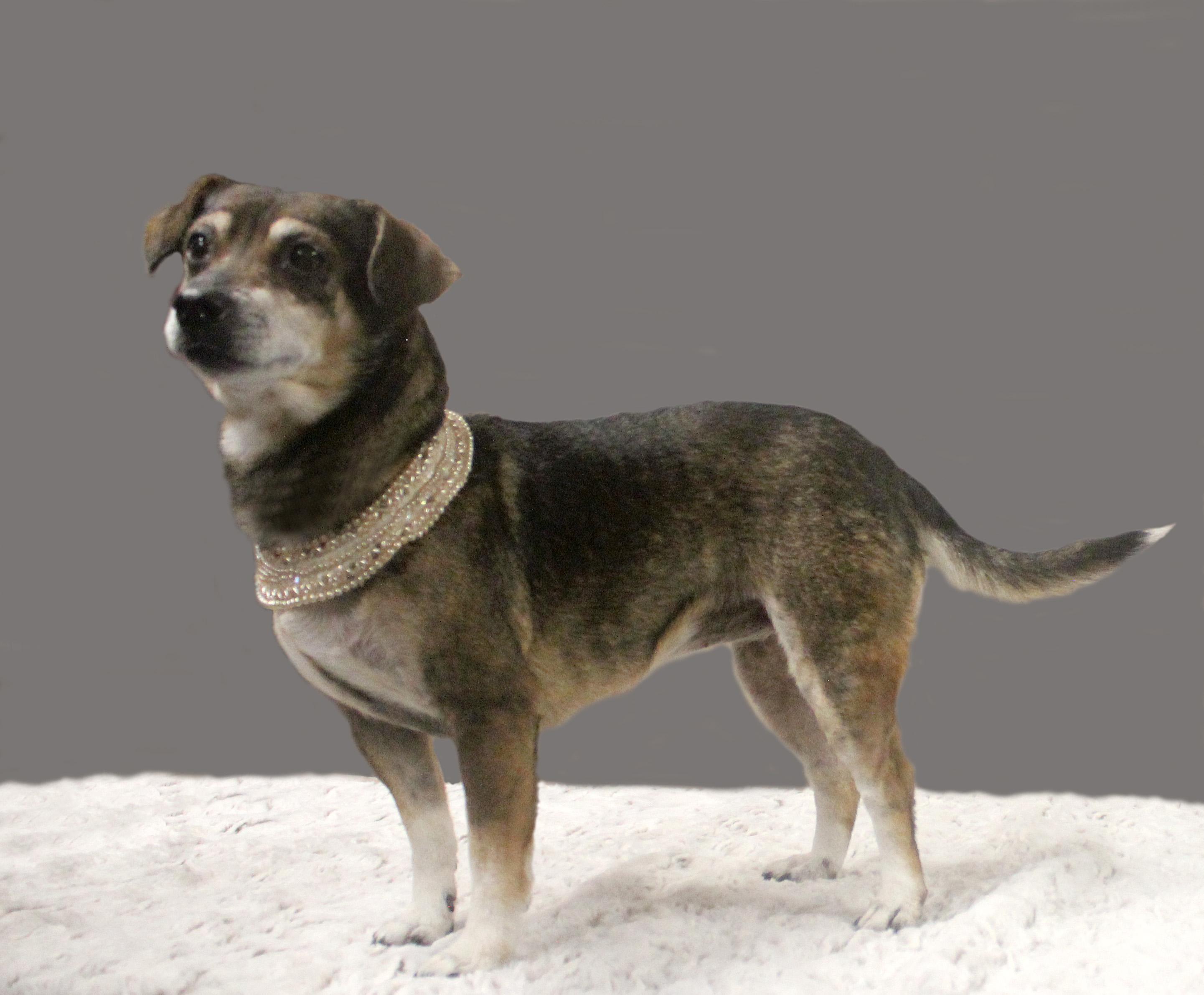 Enlarge DAISY, a Adopted mixed breed in Floral City, FL image 3/6