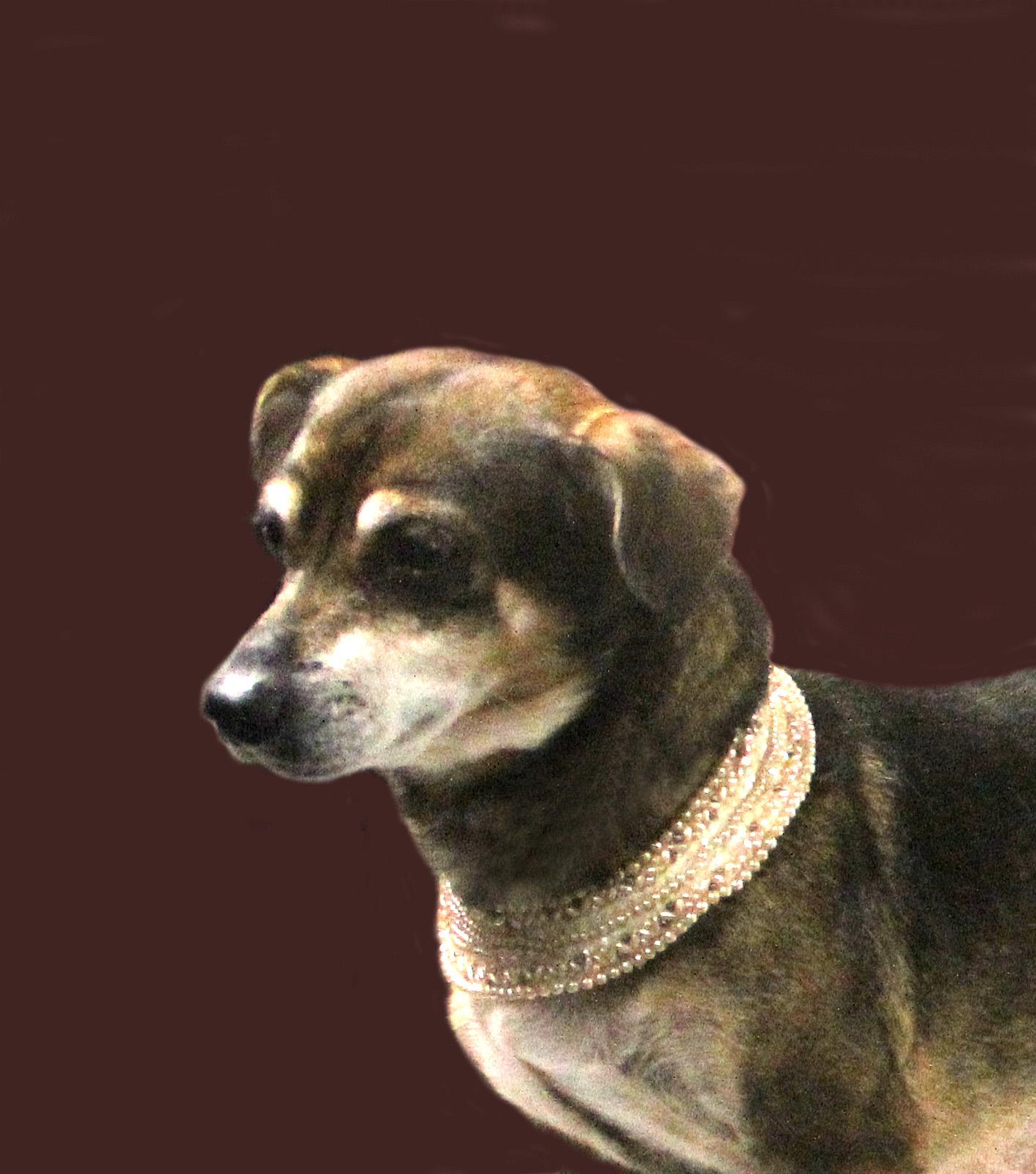 Enlarge DAISY, a Adopted mixed breed in Floral City, FL image 4/6