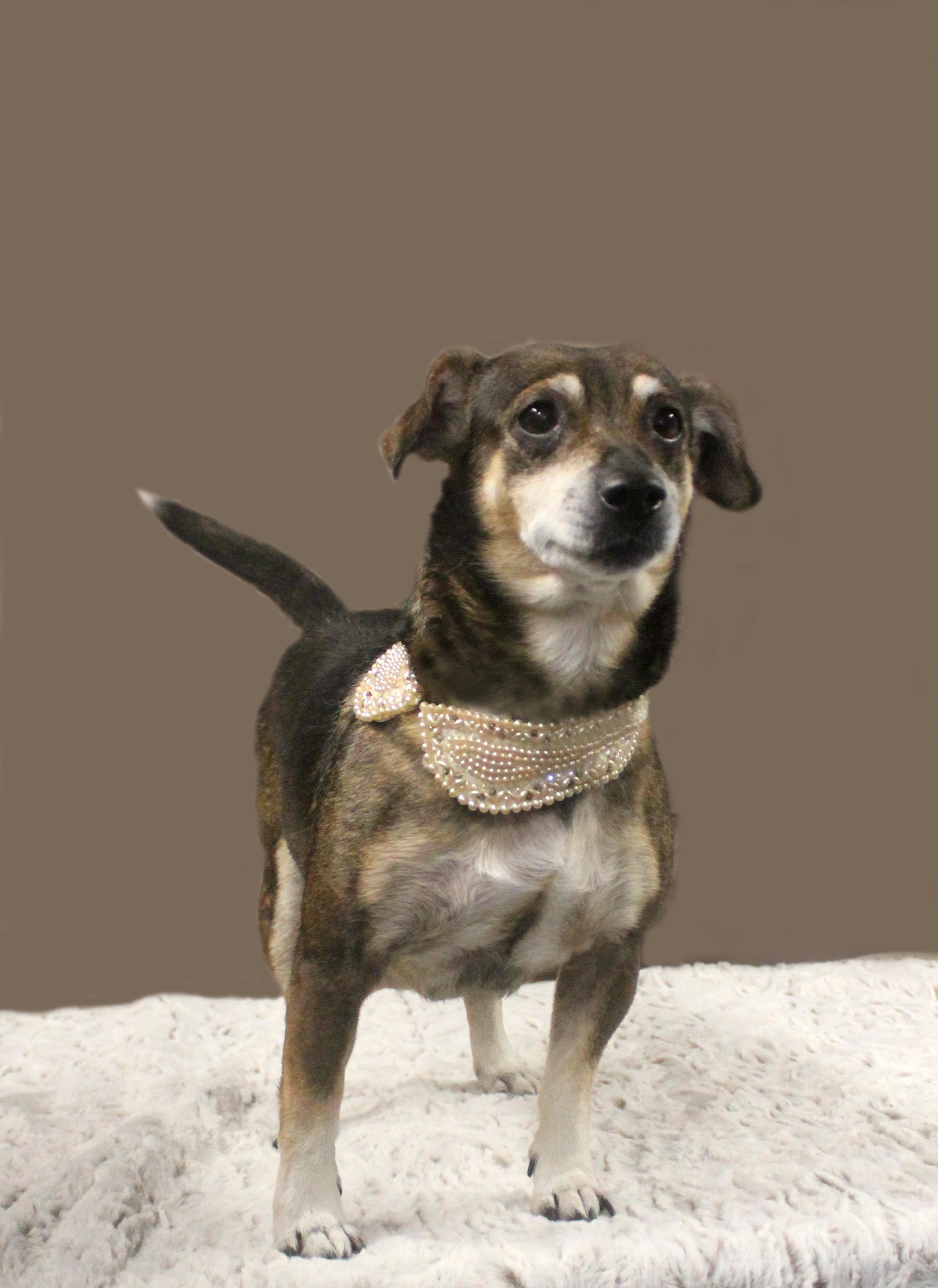 Enlarge DAISY, a Adopted mixed breed in Floral City, FL image 5/6