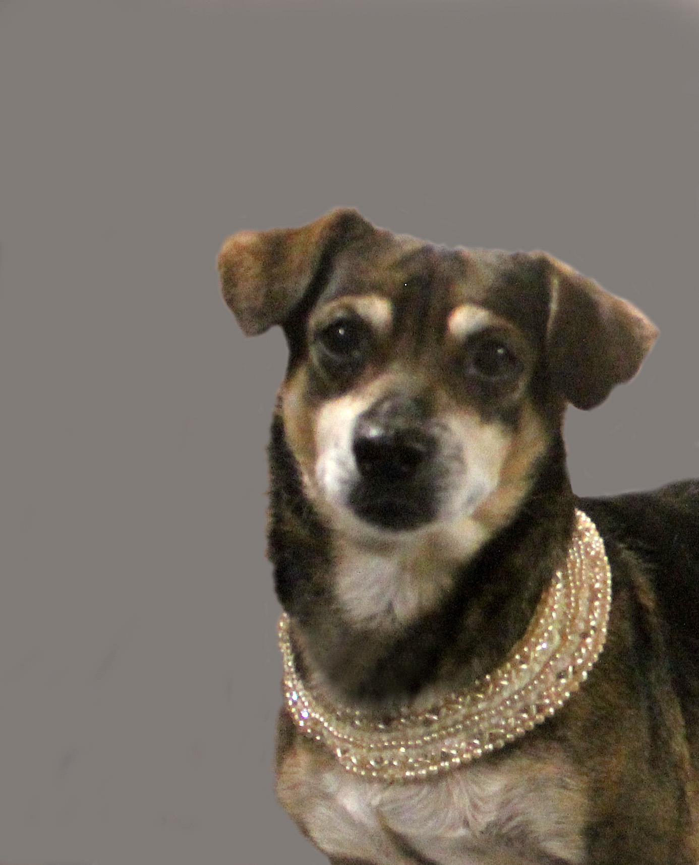 Enlarge DAISY, a Adopted mixed breed in Floral City, FL image 6/6