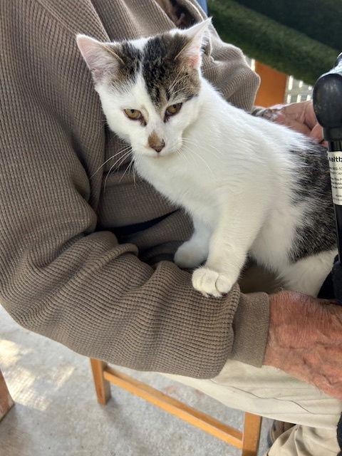 Snowy, Adoptable, Adult Male Tabby.