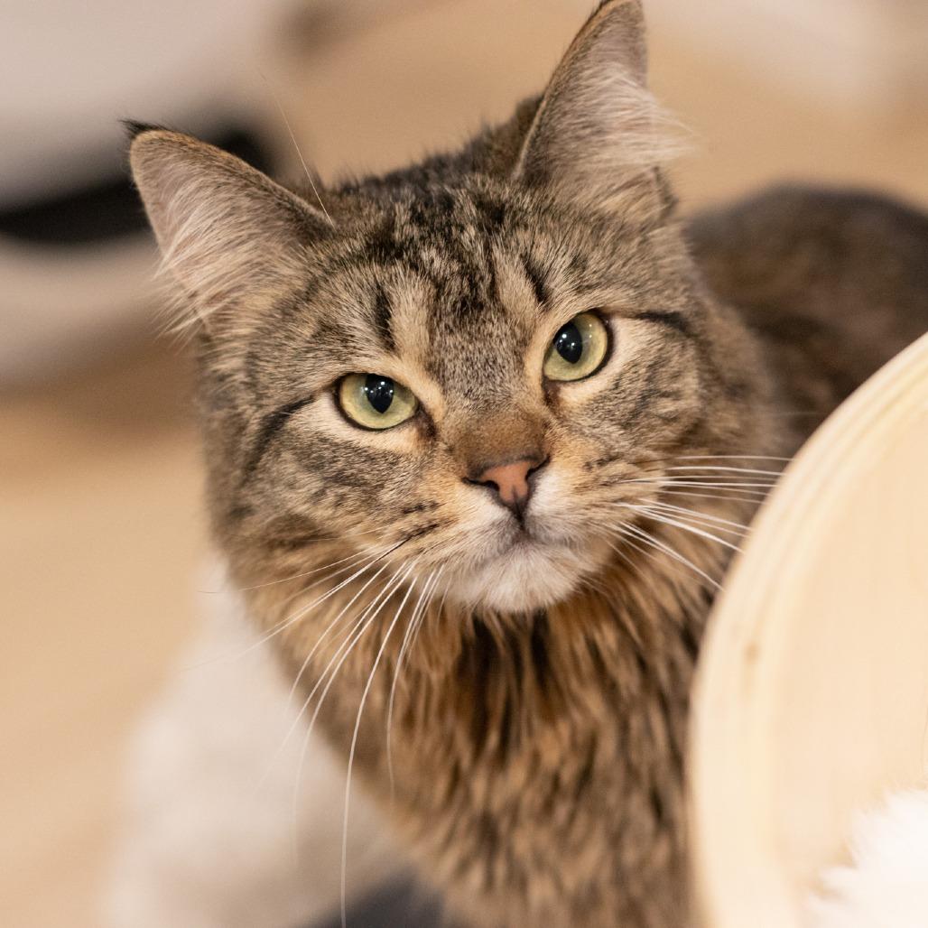 Enlarge Powerline, a Adoptable Domestic Long Hair in Boulder, CO image 1/5