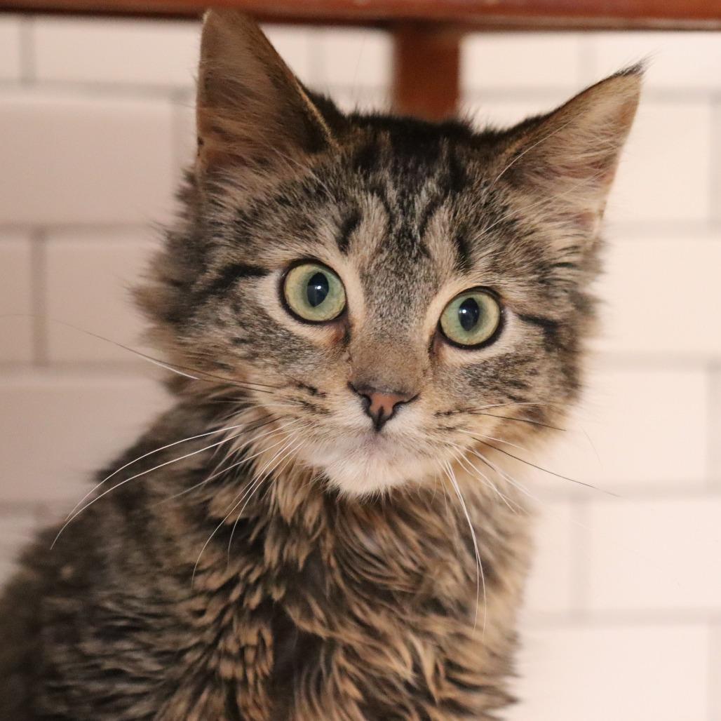 Enlarge Powerline, a Adoptable Domestic Long Hair in Boulder, CO image 2/5