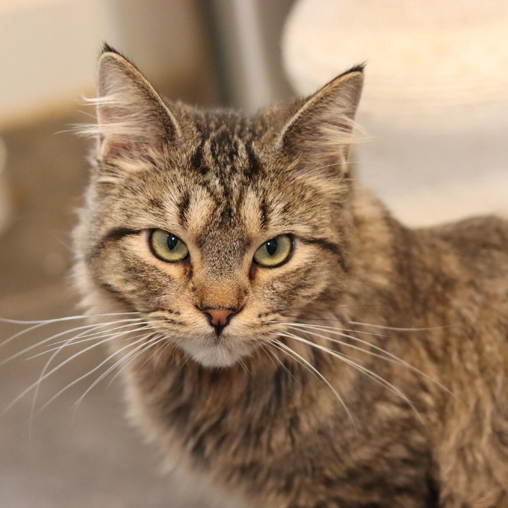 Enlarge Powerline, a Adoptable Domestic Long Hair in Boulder, CO image 4/5