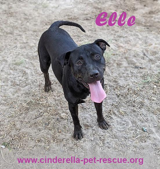 Elle, Adoptable, Puppy Female Staffordshire Bull Terrier.