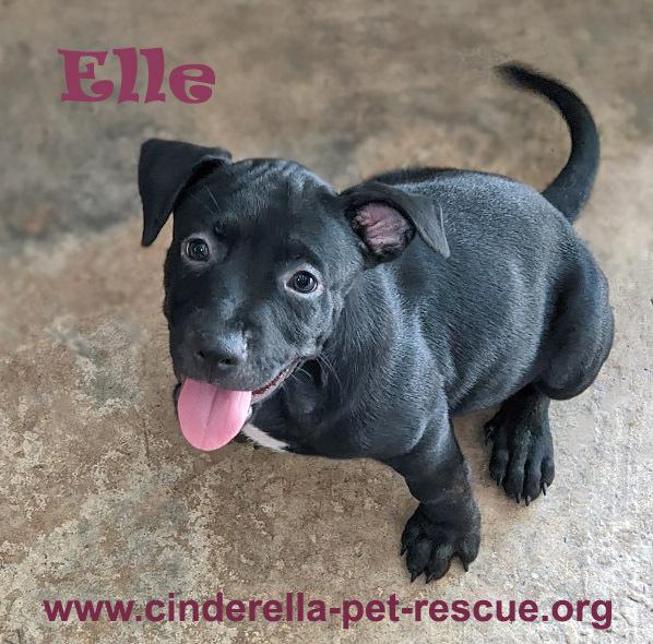 Elle, a Adoptable Staffordshire Bull Terrier in Mission, TX image 2/4