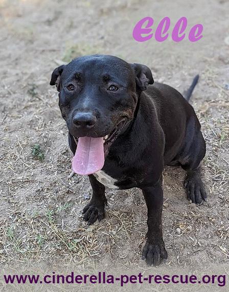 Elle, a Adoptable Staffordshire Bull Terrier in Mission, TX image 3/4