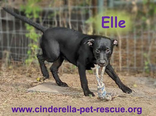 Elle, a Adoptable Staffordshire Bull Terrier in Mission, TX image 4/4