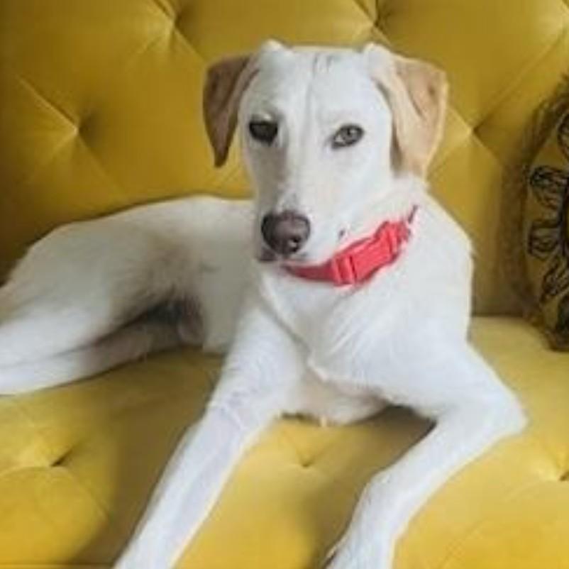 Charlie - I am a project dog. Do you have issues too? Let's meet up!