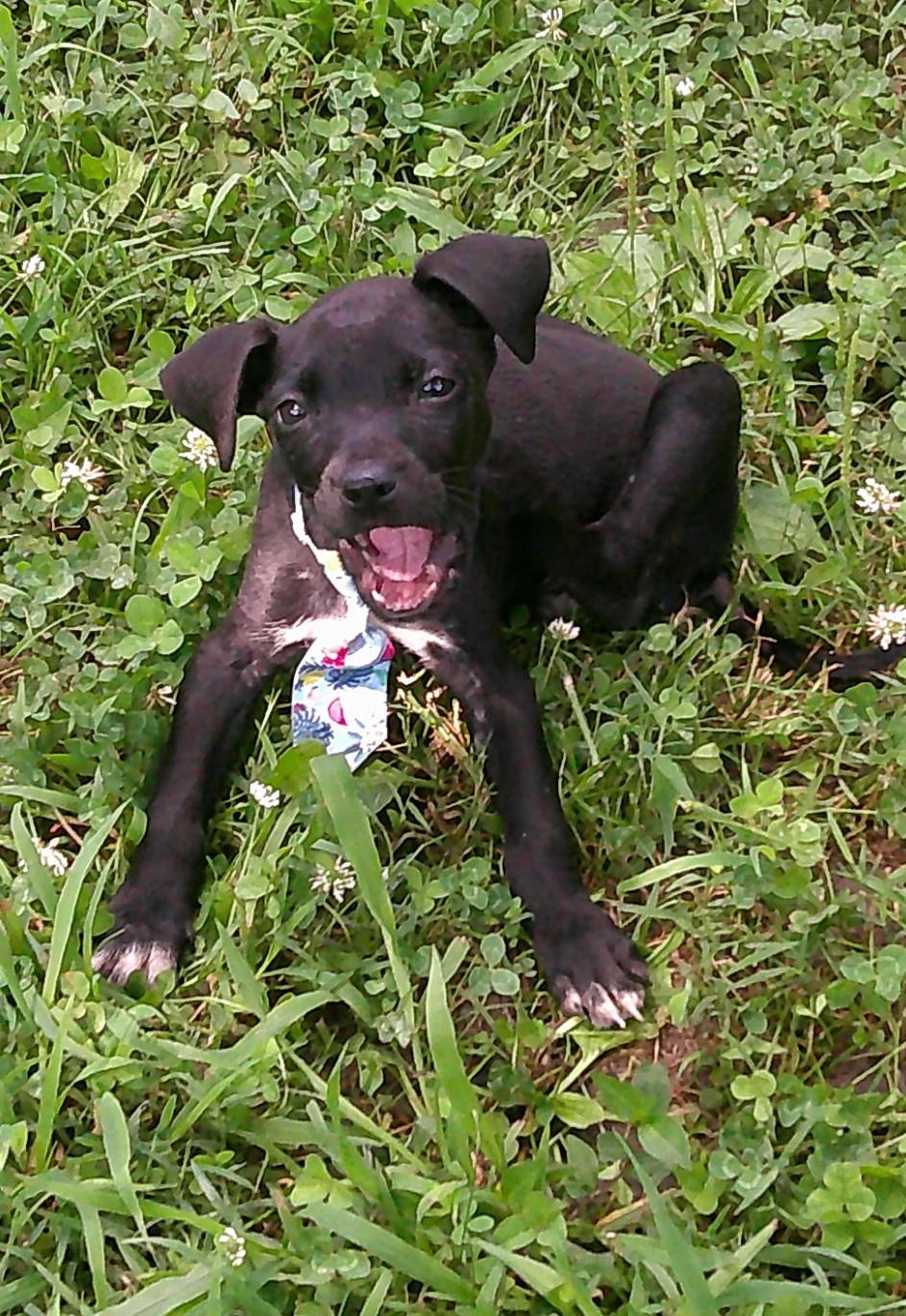 Astro