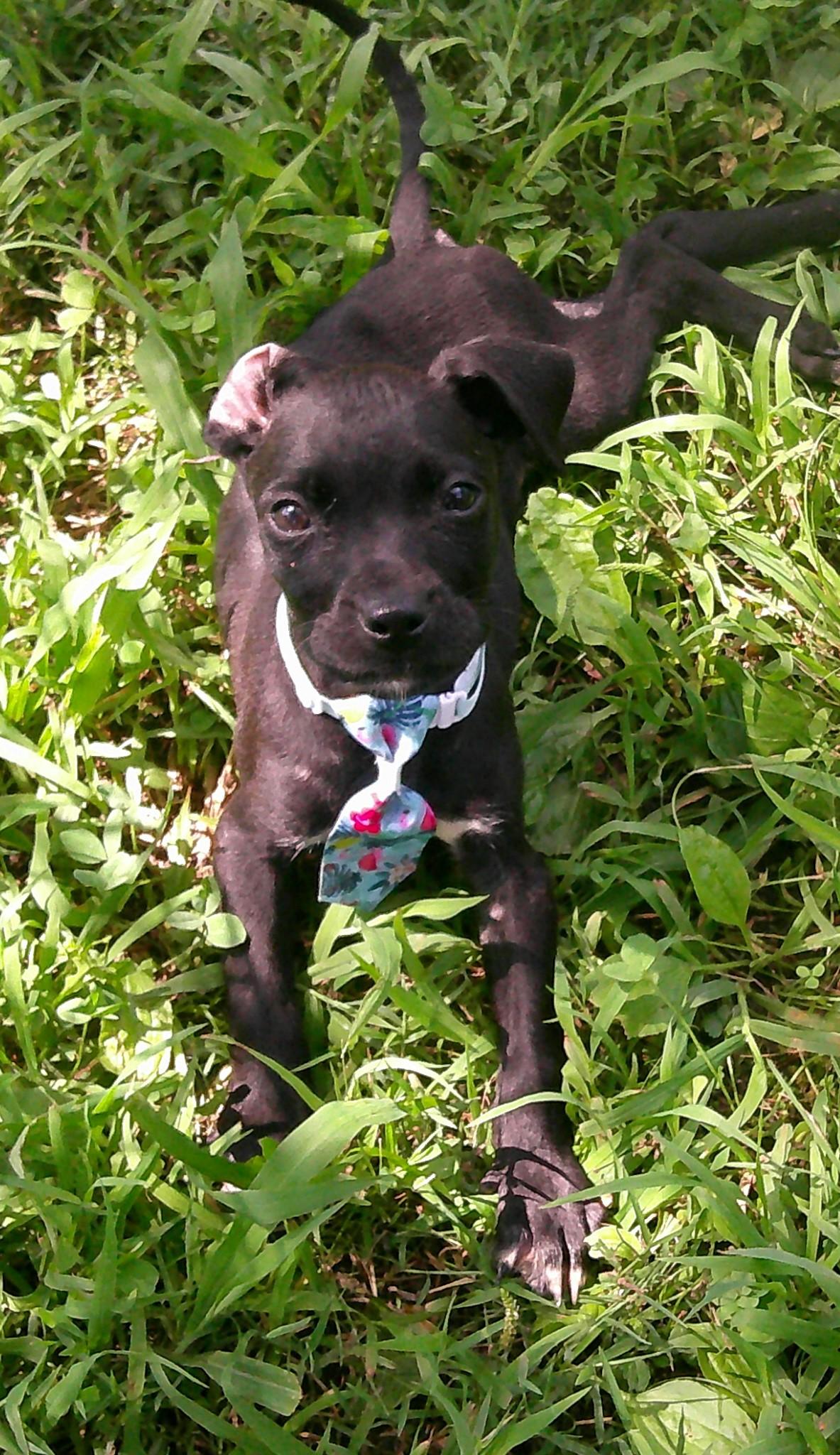 Astro
