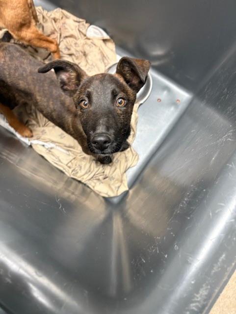 Fezzik -- URGENT! LONGTIME RESIDENT!, ADOPTABLE, Puppy Male Shepherd.