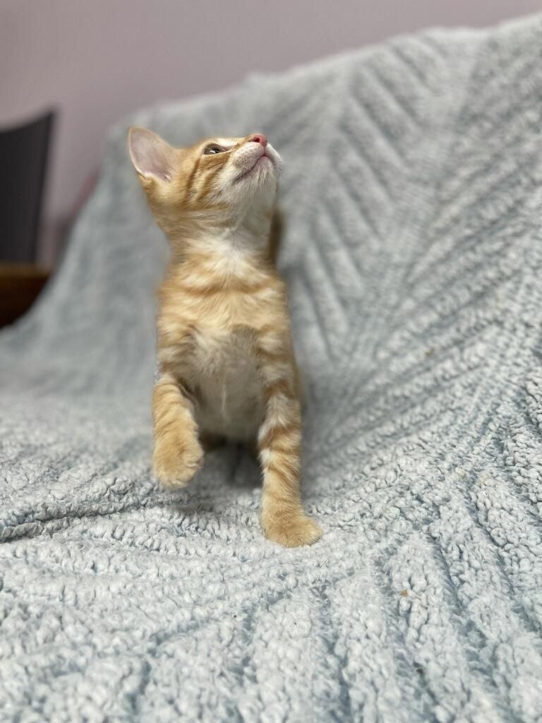 Mufasa (Musta adopt with littermate), a Adoptable Domestic Short Hair in Neillsville, WI image 5/5