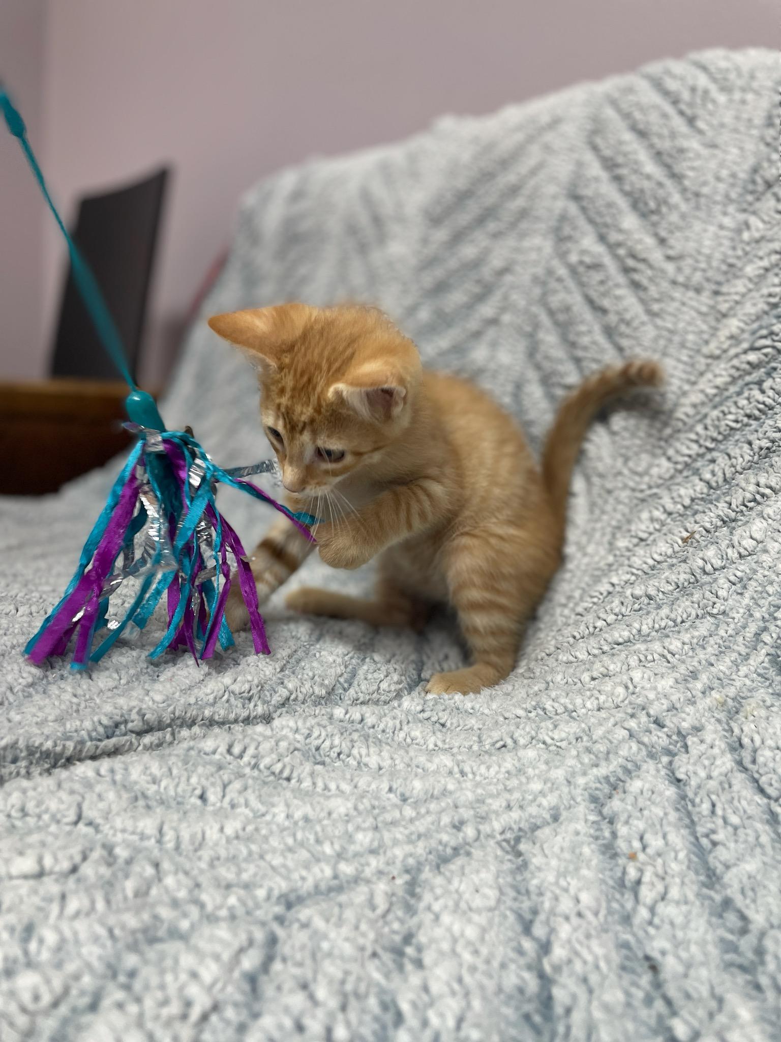 Mufasa (Musta adopt with littermate), a Adoptable Domestic Short Hair in Neillsville, WI image 4/5