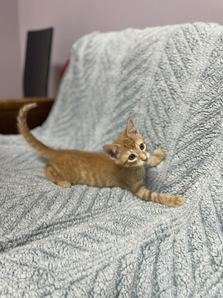 Mufasa (Musta adopt with littermate), a Adoptable Domestic Short Hair in Neillsville, WI image 2/5