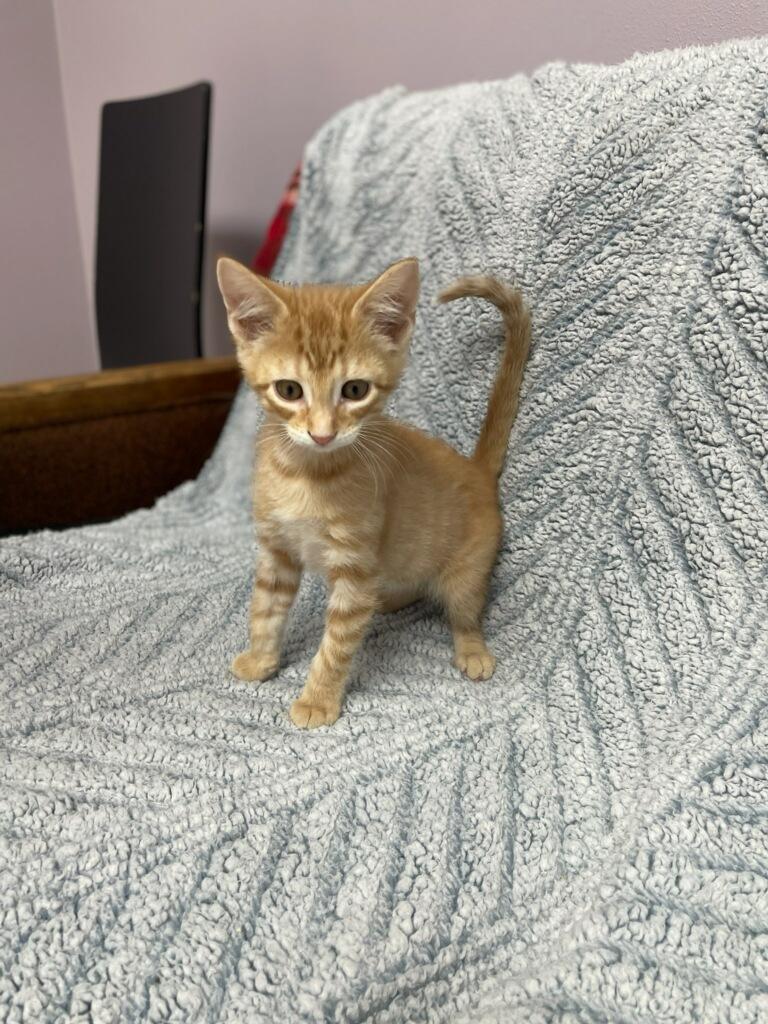 Mufasa (Musta adopt with littermate), a Adoptable Domestic Short Hair in Neillsville, WI image 3/5