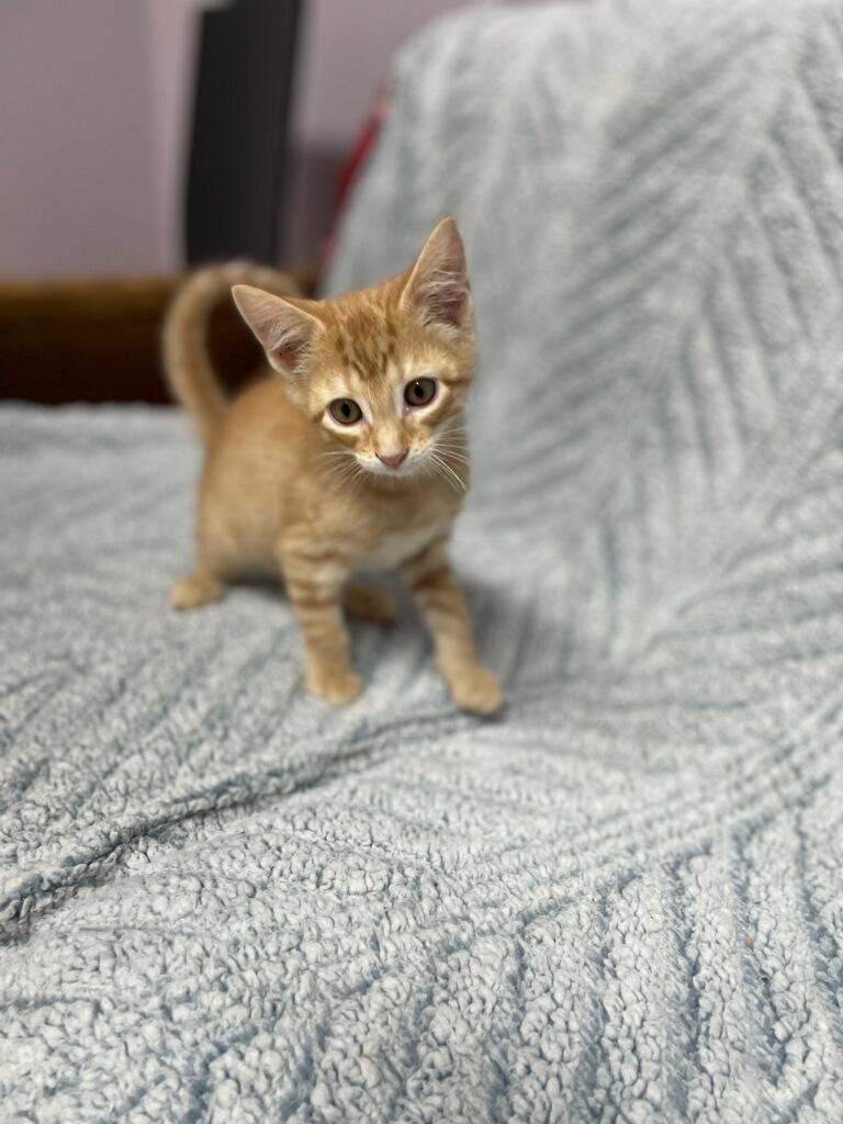 Mufasa (Musta adopt with littermate), Adoptable, Kitten Male Domestic Short Hair.