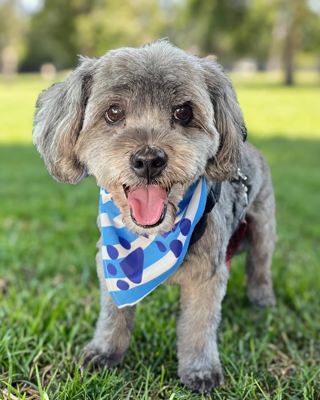 Mufasa and Simba, Adoptable, Young Male Shih poo & Terrier.