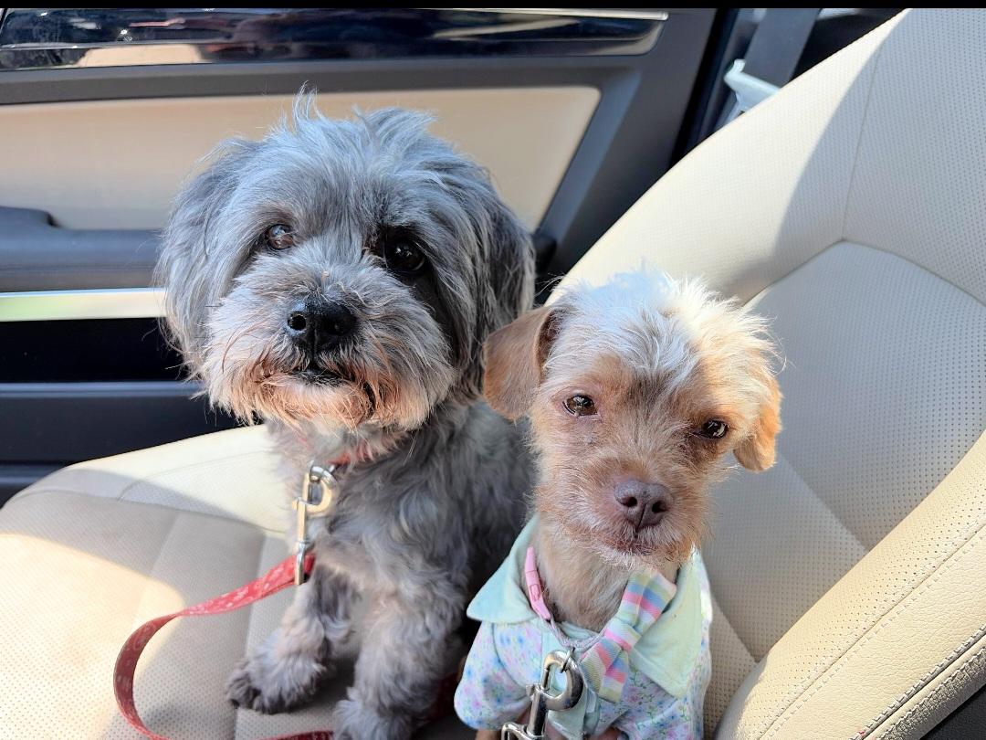 Mufasa and Simba, ADOPTABLE, Young Male Shih poo & Terrier.