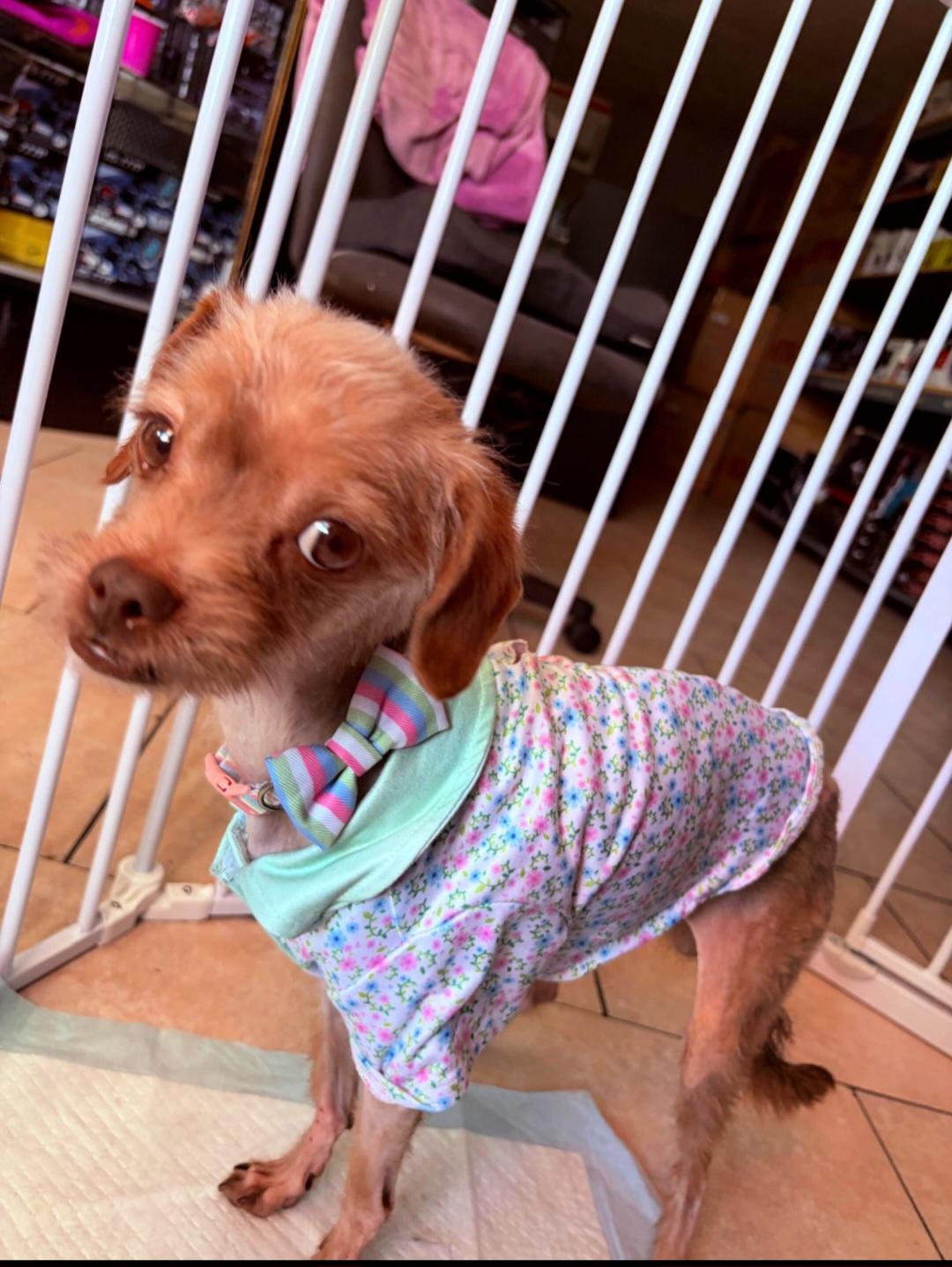 Enlarge Mufasa and Simba, a ADOPTABLE mixed breed in Redondo Beach, CA image 2/5